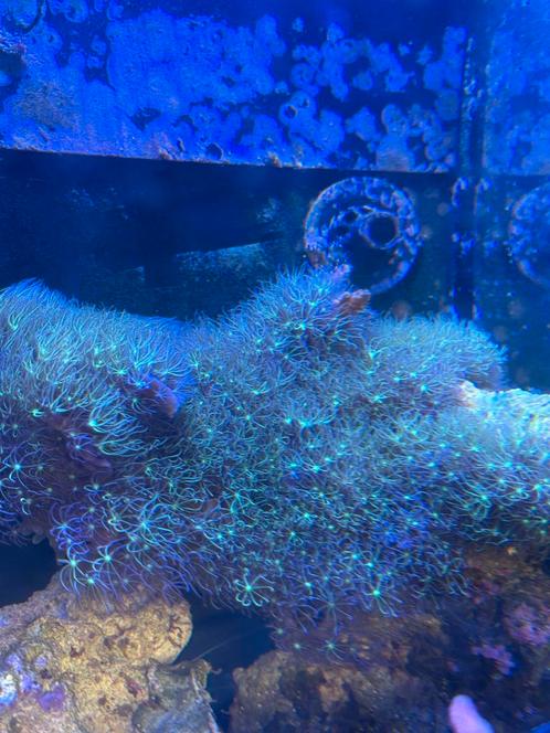 Pachyclavularua violacea (starpliep gras), Dieren en Toebehoren, Vissen | Aquariumvissen, Zoutwatervis, Overige typen