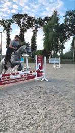 Merrie te koop, Dieren en Toebehoren, Paarden, Merrie, 160 tot 165 cm, Recreatiepaard, 3 tot 6 jaar