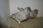kleurpostduiven, Dieren en Toebehoren, Geslacht onbekend, Postduif