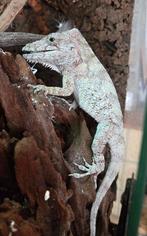 Anolis barbatus / faux caméléon de cuba