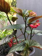 Begonia, Ophalen