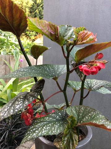 Begonia beschikbaar voor biedingen