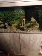 Aquatlantis Splendid Ultra Aquarium, Dieren en Toebehoren, Ophalen