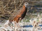 Jonge Harlekijn Kwartels, Dieren en Toebehoren, Pluimvee, Geslacht onbekend, Overige soorten