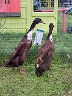 Loopeenden koppel, Dieren en Toebehoren, Meerdere dieren, Eend