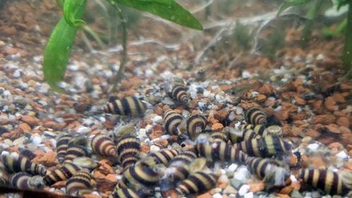 jonge slak-etende slakken, Animaux & Accessoires, Poissons | Poissons d'aquarium, Poisson d'eau douce, Escargot ou Mollusque