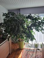 ficus, Huis en Inrichting, Kamerplanten, Ophalen, Ficus, 200 cm of meer, In pot