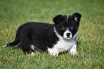 Welsh Corgi Cardigan puppy te koop (reutje), Parvo, België, 8 tot 15 weken, Eén hond