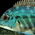 Hoplarchus Psittacus groep, Dieren en Toebehoren