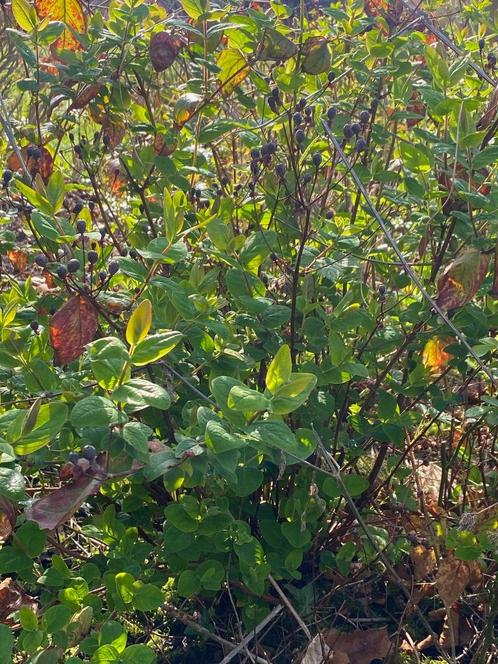 Hertshooi/ Orange flair/ Sint-Janskruid met kluit, Tuin en Terras, Planten | Tuinplanten, Vaste plant, Bodembedekkers, Halfschaduw
