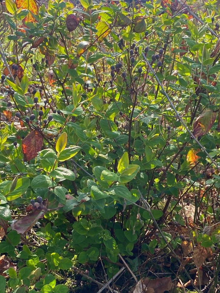 Hertshooi/ Orange flair/ Sint-Janskruid met kluit, Tuin en Terras, Planten | Tuinplanten, Vaste plant, Bodembedekkers, Halfschaduw