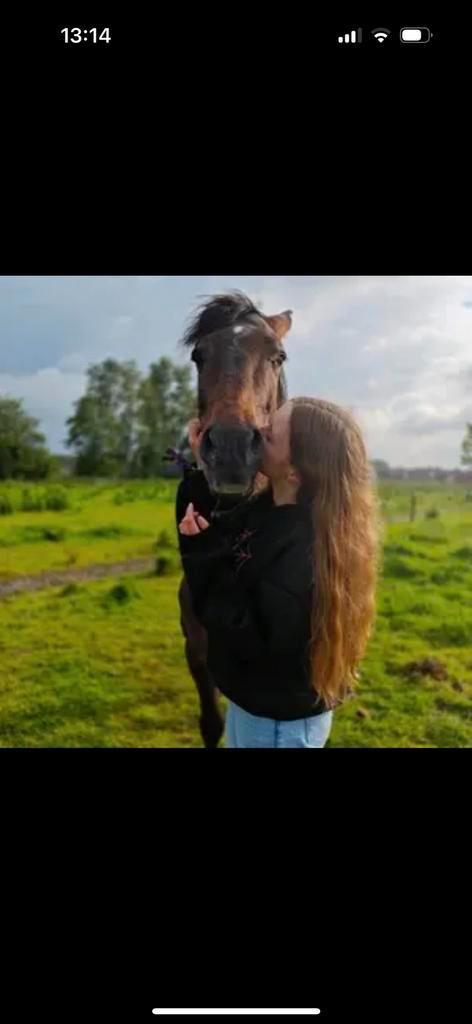 Paard en 2 Shetlanders te koop, Animaux & Accessoires, Chevaux & Poneys | Produits de soin, Comme neuf, Enlèvement ou Envoi