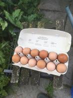 Eieren, Dieren en Toebehoren, Pluimvee, Kip