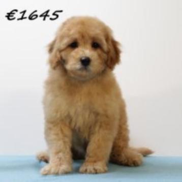 Caniches Nain couleur Abricots - chiots à vendre, 15 semaines à 1 an, Caniche, Parvovirose, Plusieurs animaux