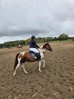 Paard, Dieren en Toebehoren, 160 tot 165 cm, 11 jaar of ouder, Recreatiepaard, Merrie