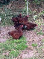Red Rhode Islandkippen, Dieren en Toebehoren, Kip