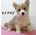 Chiots Welsh Corgi à vendre, Animaux & Accessoires, Chiens | Bergers & Bouviers, 15 semaines à 1 an, Parvovirose, Autres races