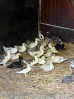 Eenden te koop, Dieren en Toebehoren, Pluimvee, Meerdere dieren, Eend