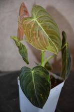 Philodendron Melanochrysum Variegata, Enlèvement ou Envoi