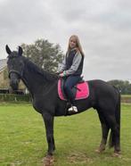 9j merrie bomproof kwpn, Dieren en Toebehoren, Paarden