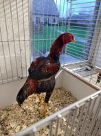 maleierkriel kippen, Dieren en Toebehoren, Pluimvee, Meerdere dieren, Kip