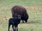 Ouessant ooi met ooi lam, Dieren en Toebehoren, Vrouwelijk, Schaap, 3 tot 5 jaar