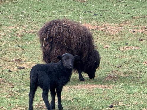 Ouessant ooi met ooi lam, Dieren en Toebehoren, Schapen, Geiten en Varkens, Schaap, Vrouwelijk, 3 tot 5 jaar
