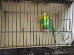 couple perroche, Animaux & Accessoires, Oiseaux | Canaris, Plusieurs animaux