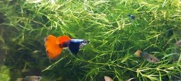 Guppy grass (Najas guadalupensis) *Aquariumplant beschikbaar voor biedingen