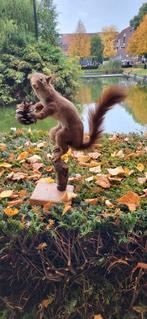 Opgezette Eekhoorn, Maart