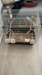 Twee parkieten van 9 maanden oud te koop, Dieren en Toebehoren, Meerdere dieren, Parkiet, Pratend