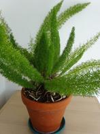groene kamerplant vossenstaart, Huis en Inrichting, Ophalen, Overige soorten, Halfschaduw, In pot