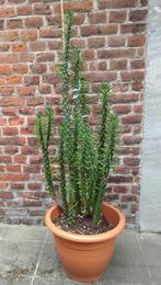 Grote cactus ouder dan 15 jaar -150cm hoog met de pot, Huis en Inrichting, Kamerplanten, Cactus, 100 tot 150 cm, Ophalen of Verzenden