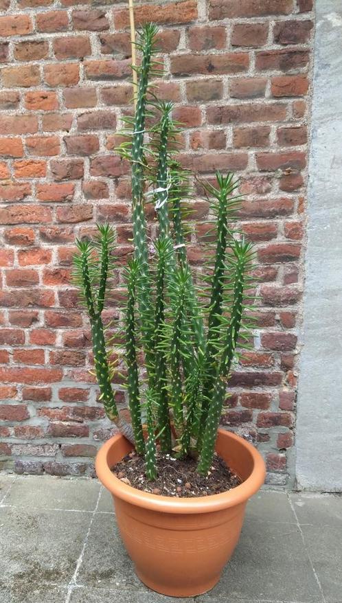 Grote cactus ouder dan 15 jaar -150cm hoog met de pot, Huis en Inrichting, Kamerplanten, Cactus, 100 tot 150 cm, Halfschaduw, In pot