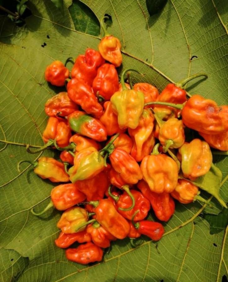 50 biologische Caribische chilizaden, Tuin en Terras, Bloembollen en Zaden, Voorjaar, Ophalen of Verzenden