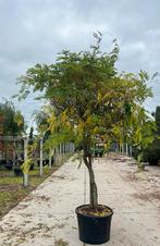 Wisteria floribunda (Japanse blauwe regen), Tuin en Terras, Ophalen, Zomer