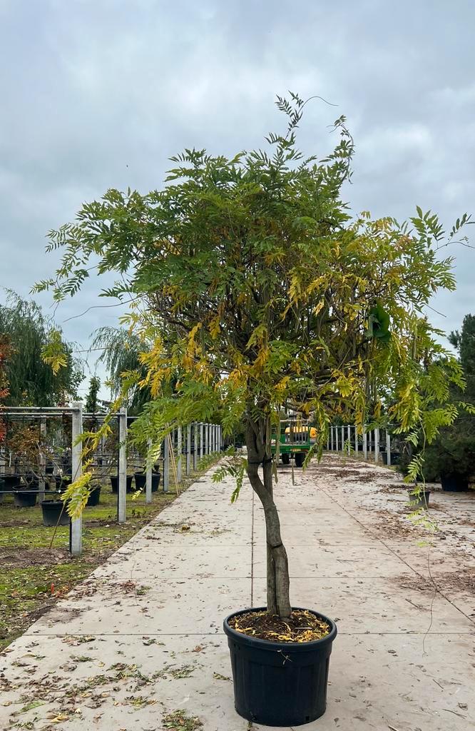 Wisteria floribunda (Japanse blauwe regen), Tuin en Terras, Planten | Bomen, Zomer, Ophalen