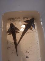 Pantsermerval, Dieren en Toebehoren, Insecten en Spinnen