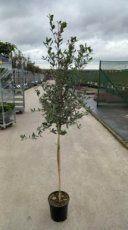 STEENEIK  OF QUERCUS ILEX  in pot  van 25cm tot 45cm hoog, Tuin en Terras, Ophalen, In pot, Overige soorten