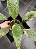 Lepelplant variegata, Huis en Inrichting, Kamerplanten, Ophalen of Verzenden