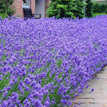 Lavendel beschikbaar voor biedingen