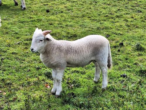 Wiltshire Horn jonge stamboek ram, Animaux & Accessoires, Moutons, Chèvres & Cochons, Mouton, Mâle, 0 à 2 ans