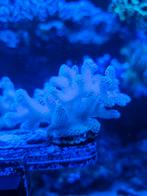 Stylophora pistillata, Dieren en Toebehoren