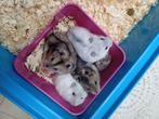 nestje dwerghamsters wit grijze en zwart bruine, Dieren en Toebehoren, Hamster, Meerdere dieren, Tam, September