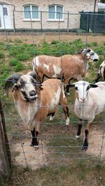 Kameroen schaap, Dieren en Toebehoren, Schapen, Geiten en Varkens, Mannelijk, Schaap, 0 tot 2 jaar