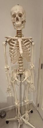 Anatomisch menselijk skelet, Diversen, Schoolbenodigdheden, Ophalen, Zo goed als nieuw