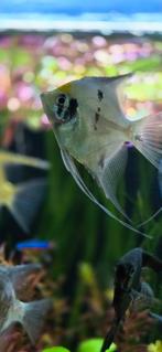 Maanvissen, Dieren en Toebehoren, Vissen | Aquariumvissen