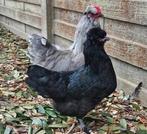 British (lavender) araucana, Dieren en Toebehoren, Meerdere dieren, Kip
