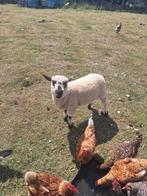 Mooie jonge bok, Dieren en Toebehoren, Schapen, Geiten en Varkens