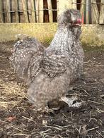 USA zijdehoen hanen, Dieren en Toebehoren, Mannelijk, Kip